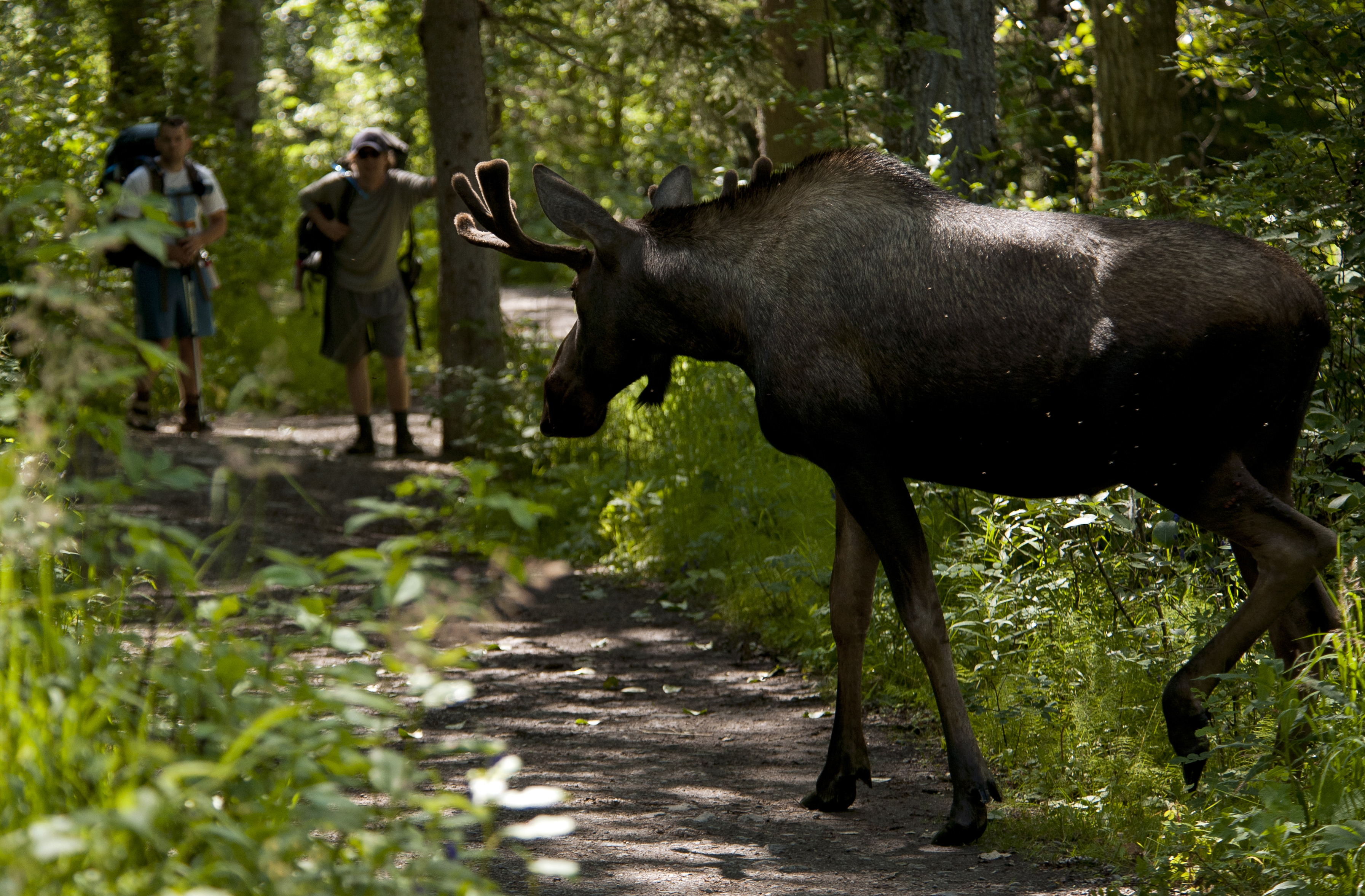 Moose Xing