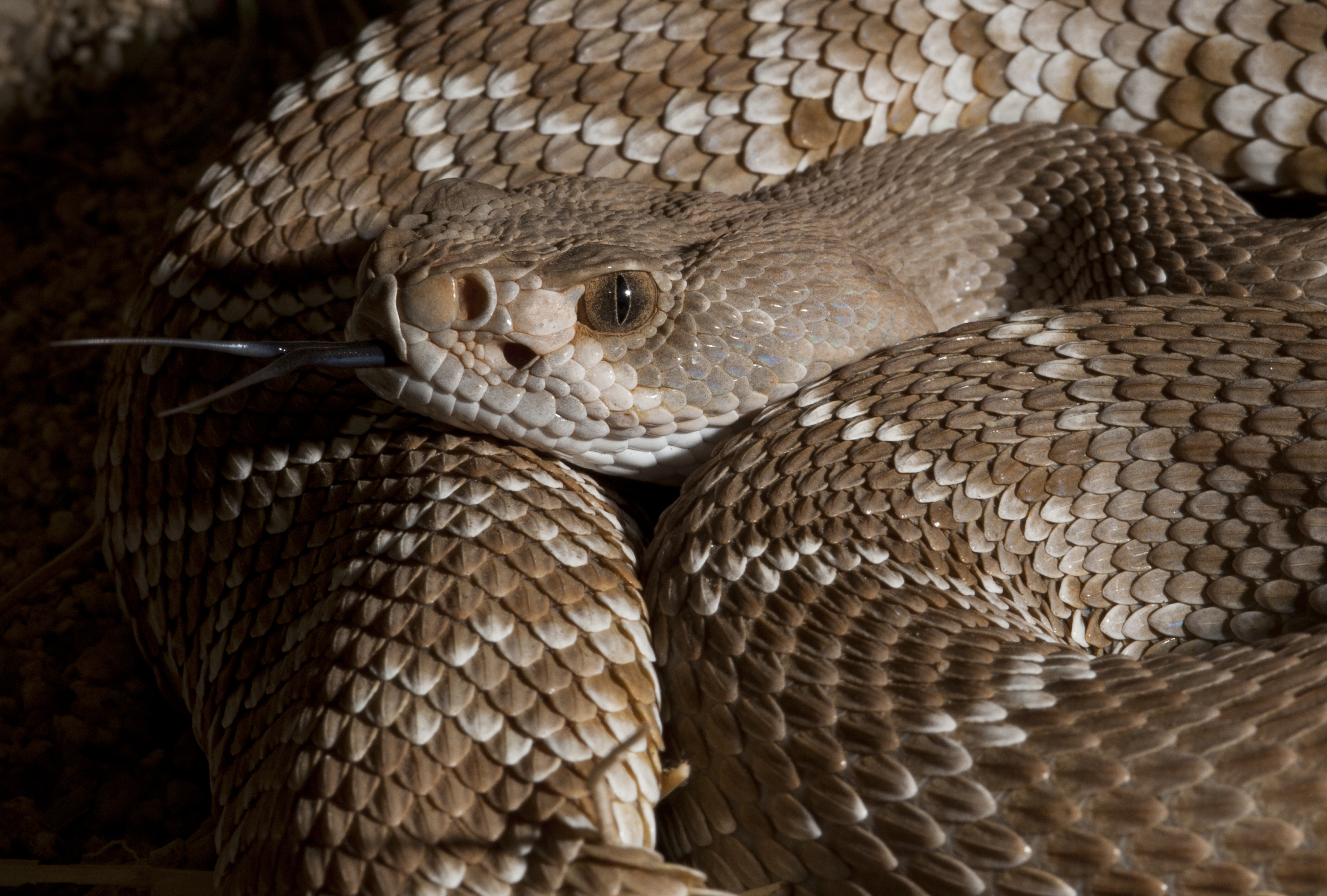 Red Diamond Rattlesnake II