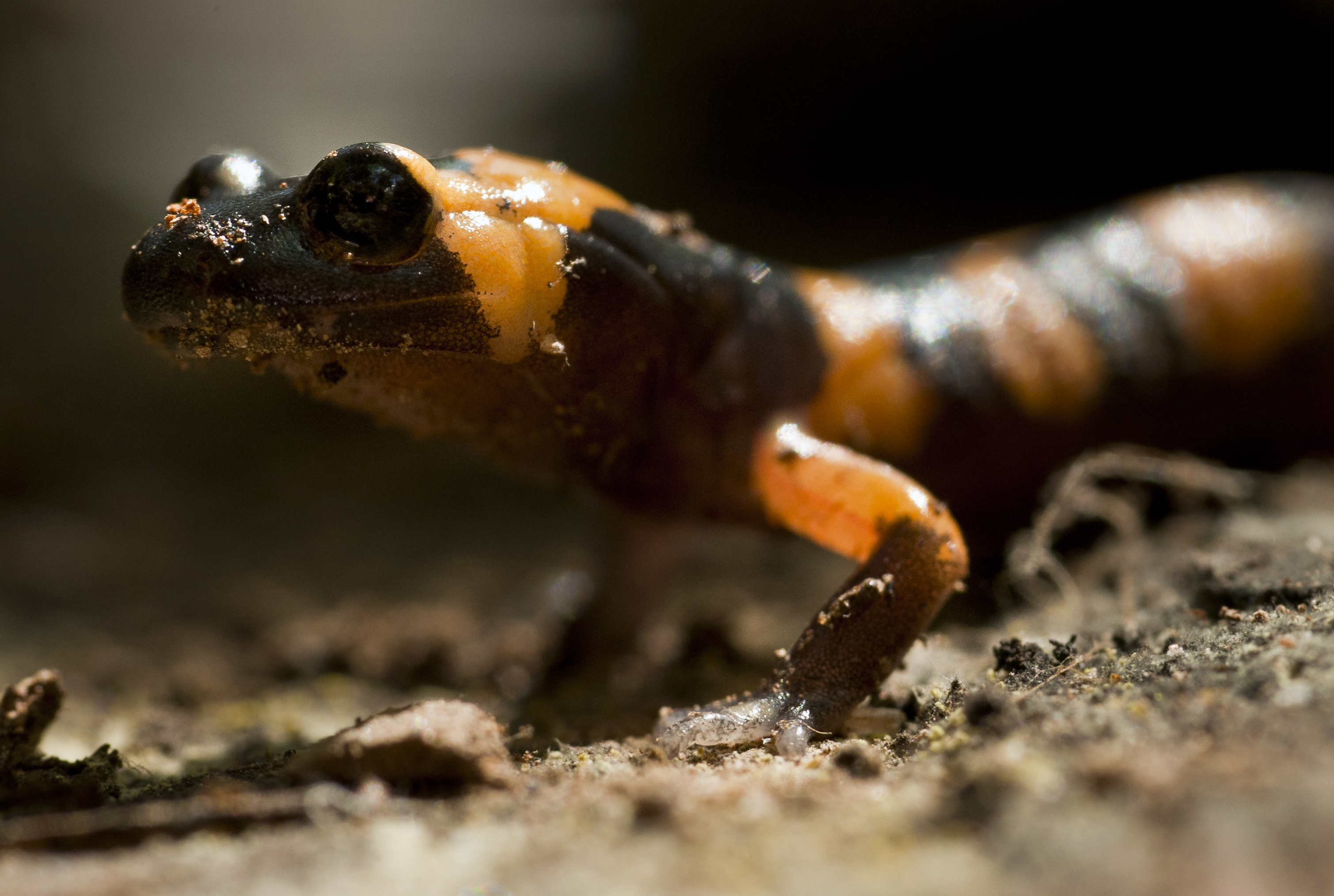 Large Blotched Ensatina