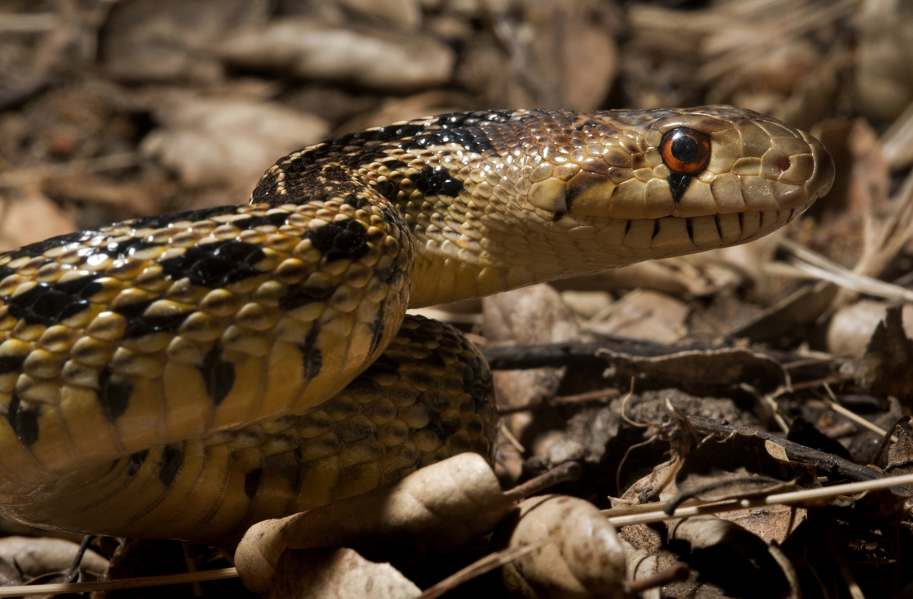 San Diego Gopher Snake I