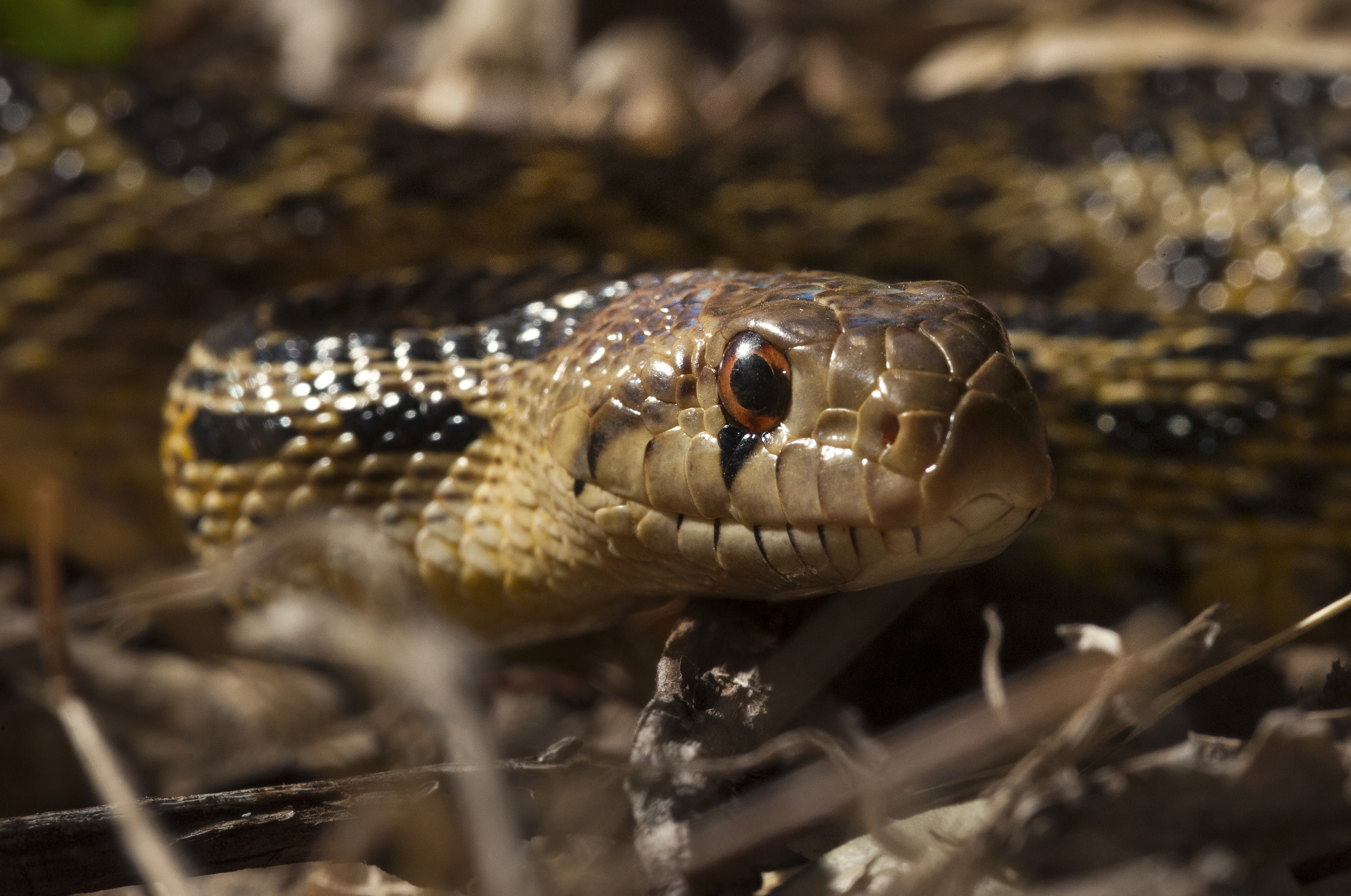 San Diego Gopher Snake II