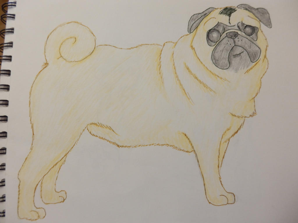 Pug