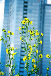 Yellow Flowers and skyscrapers