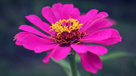 Zinnia elegans