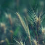 Grass