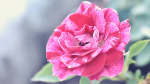 Pink rose