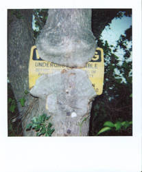 tree eating a sign