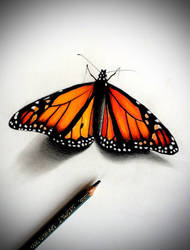 Monarch Butterfly