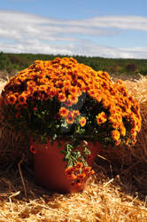 Orange Mums