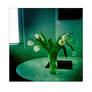 Eight White Tulips