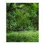 Lush Green