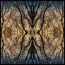 crepuscula