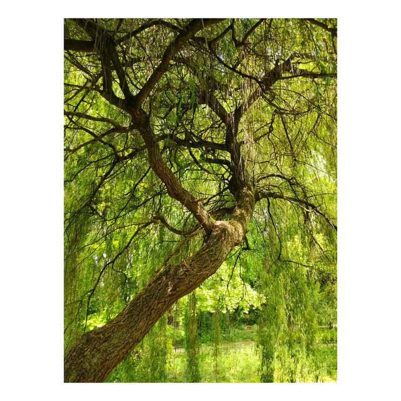 Green Tears