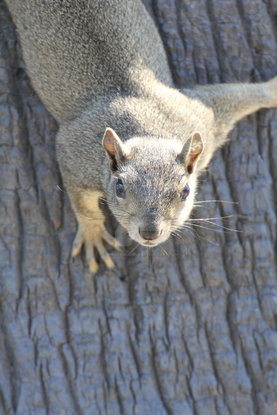 Inquisitive Squirrel