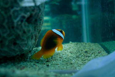 Amphiprion ocellaris