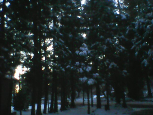 Snow Forest