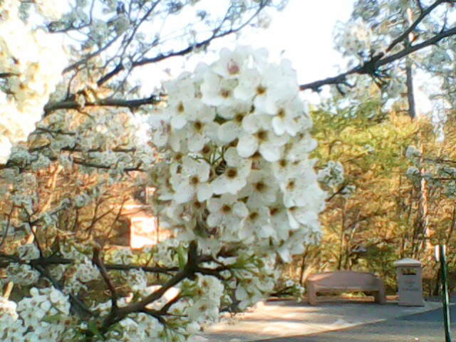 Sakura Flowers