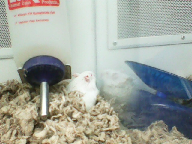 White Hammy