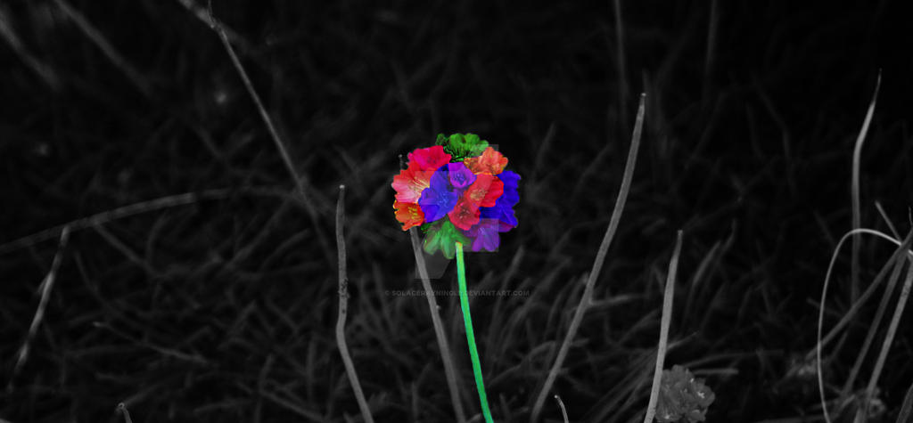 Rainbow Flower