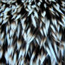 porcupine background