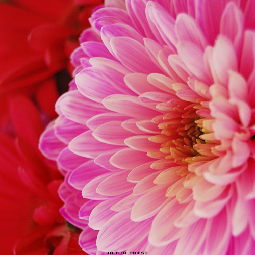 Chrysanthemum