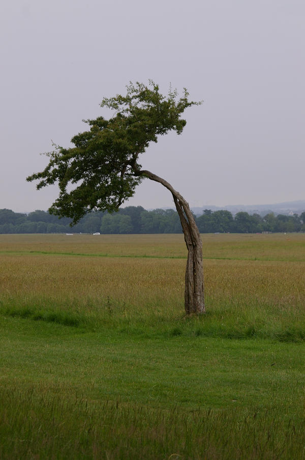 Exhausted Tree tired tree by tpm087 on DeviantArt