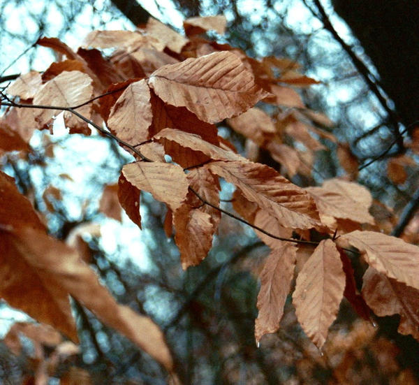 Meredith's Last Hour by Ria21 on DeviantArt