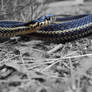 Garter Snake, re-colored