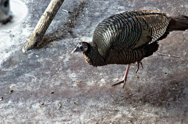 Ice skating turkey