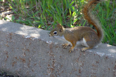 Red squirrel