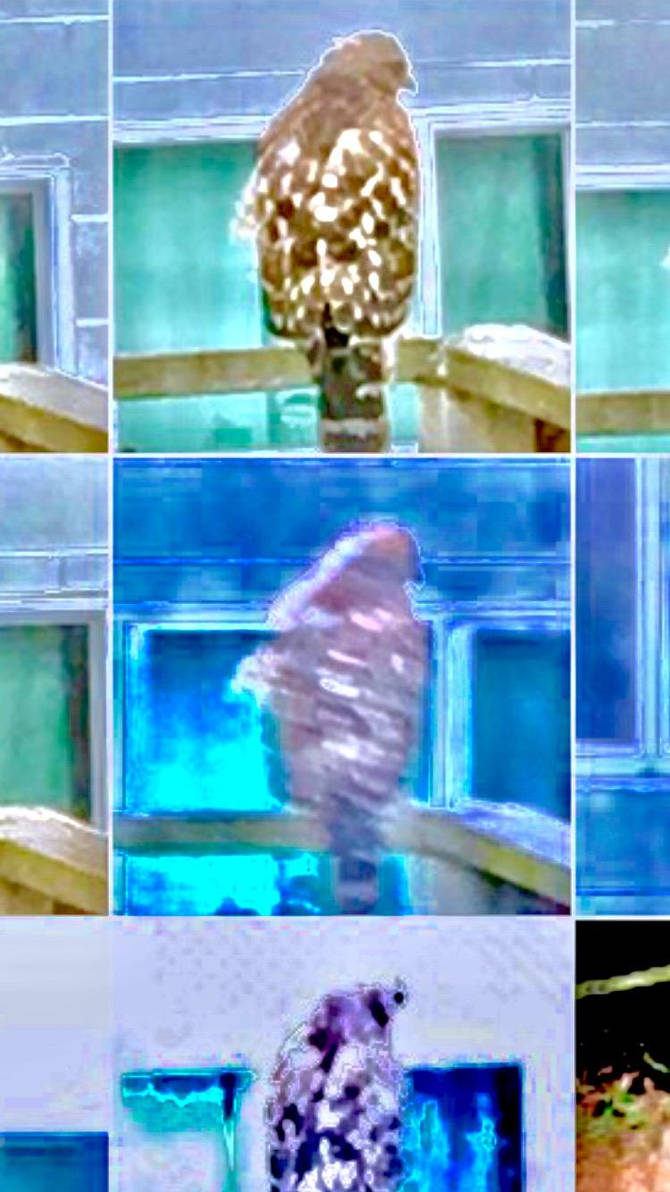 Triplicat Raptor by juniusrapture on DeviantArt