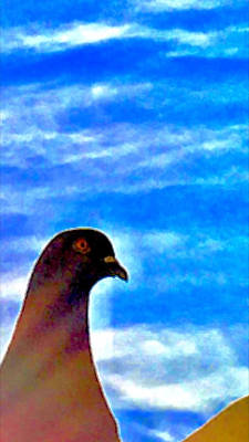 pigeon with it 6