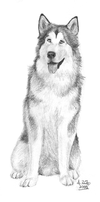 Husky Series: Malamute sitting