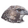 Hawk painting