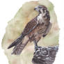 Brown Falcon Painting