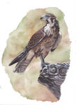 Brown Falcon Painting by MeEmilee