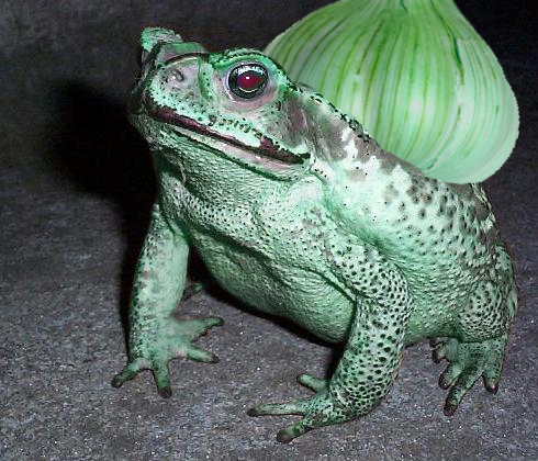 Real Bulbasaur