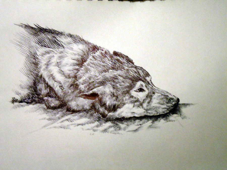 Maverick Dog Sketch