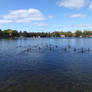 Geese Swim Formation