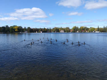 Geese Swim Formation