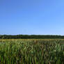 Field Shot Marshy Area