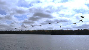 Canada Geese Flight
