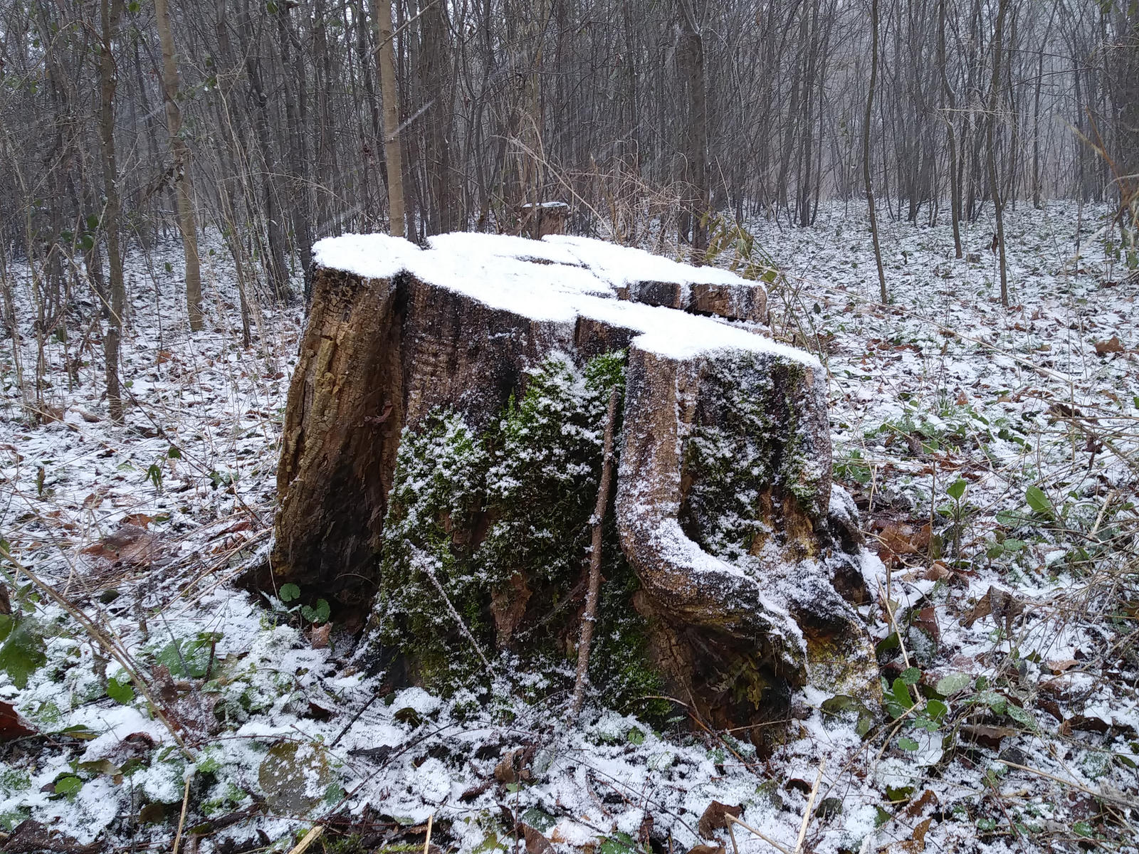 Stumpy Friends 2 by Marcellus1177 on DeviantArt