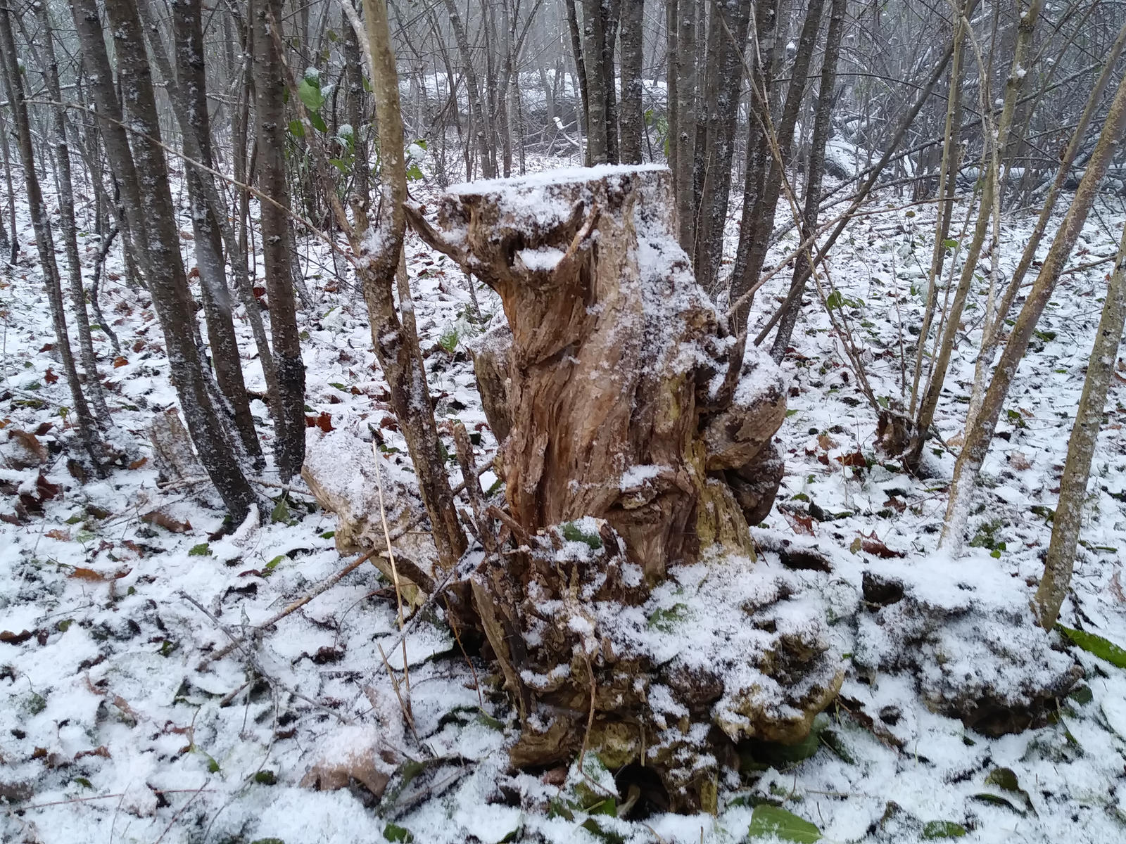 Stumpy Friends 3 by Marcellus1177 on DeviantArt