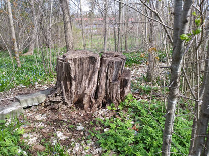 Explore the Best Stumpy Art | DeviantArt