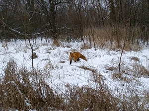 Fox On Snowy Path 2