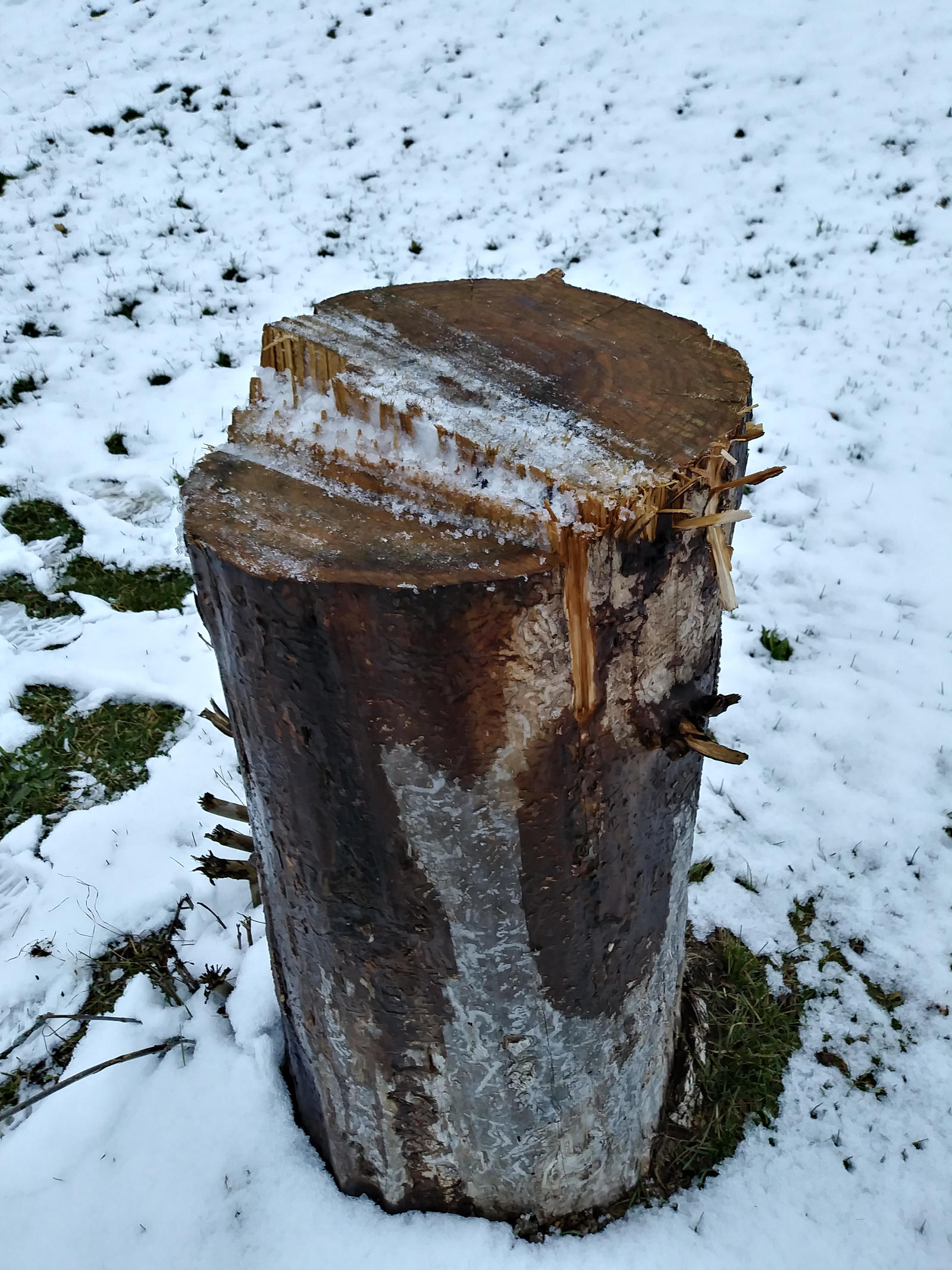 Stumpy Friends 6 by Marcellus1177 on DeviantArt