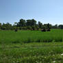 Green Field With Bushels 2