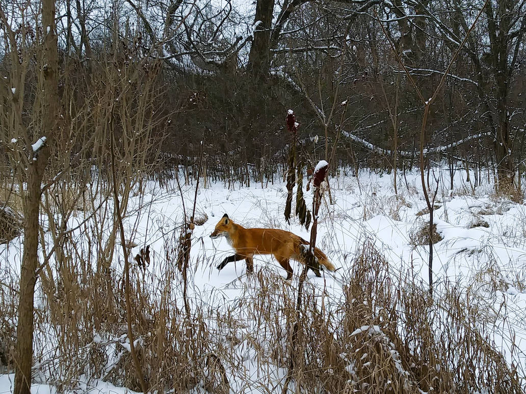 Fox On Snowy Path 3 by Marcellus1177 on DeviantArt