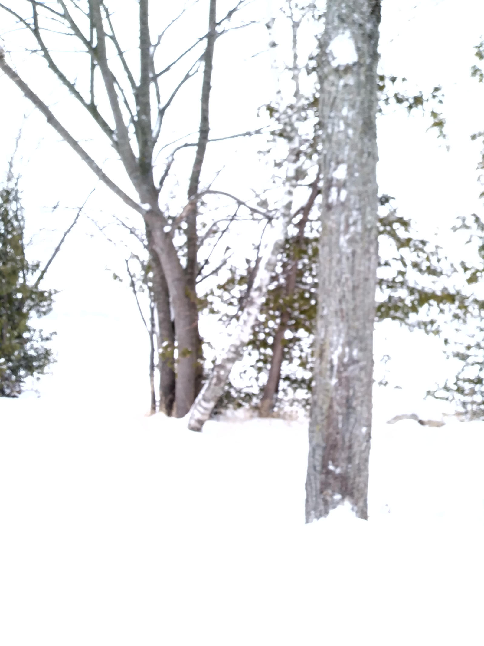 White Winter - Blurred lens effect